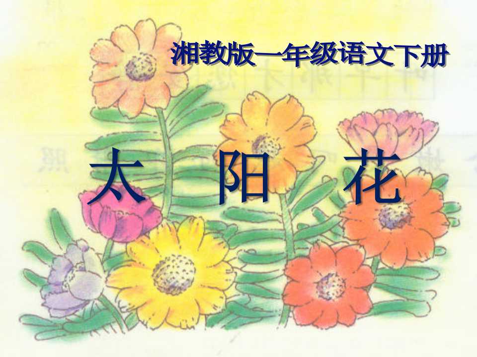 《太阳花》PPT课件