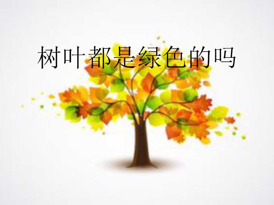 《树叶都是绿色的吗》PPT课件2