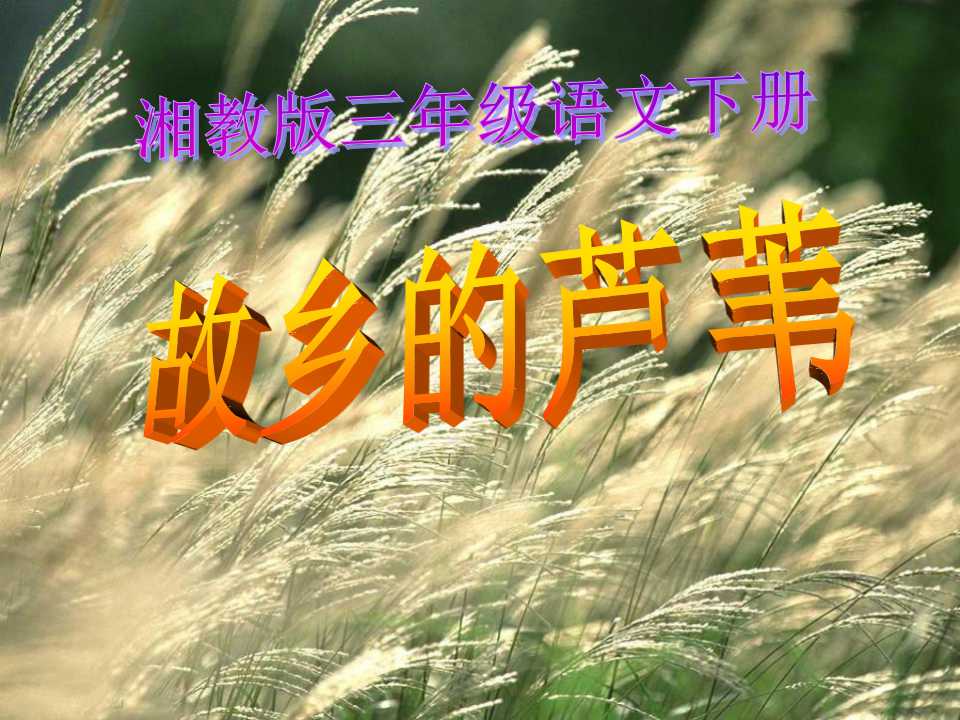 《故乡的芦苇》PPT课件3