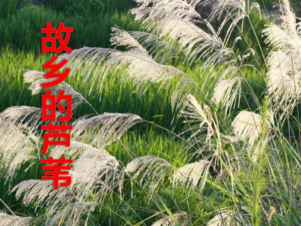 《故乡的芦苇》PPT课件4