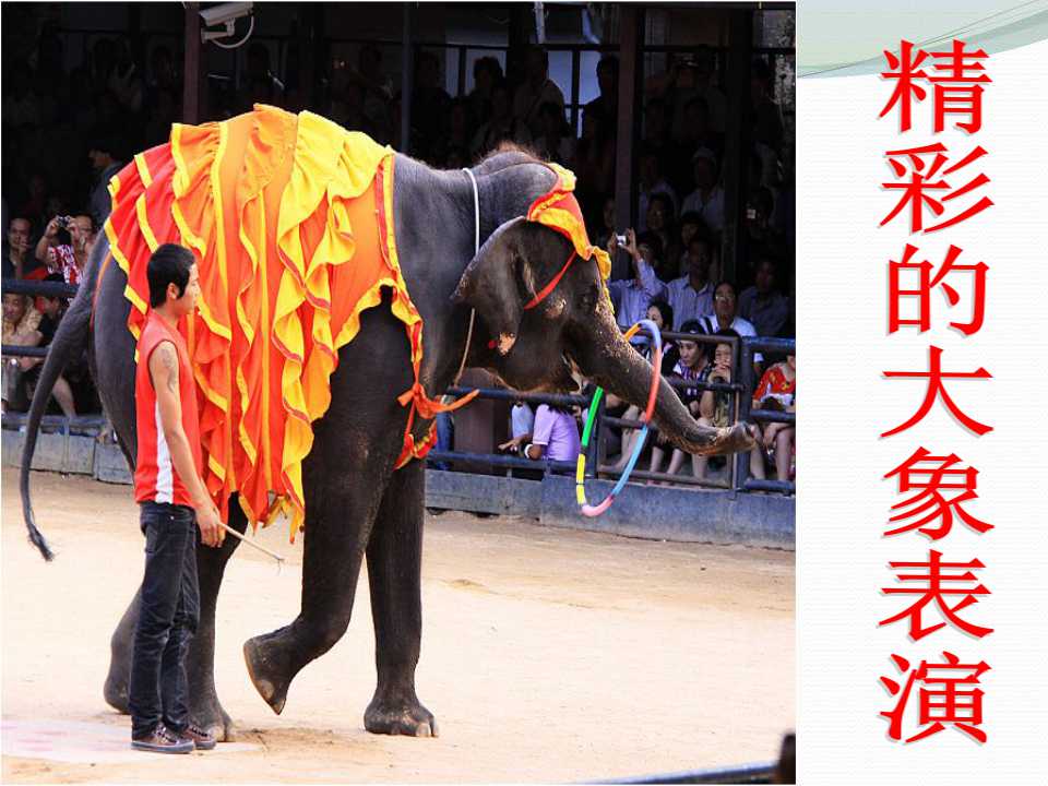 《精彩的大象表演》PPT课件4