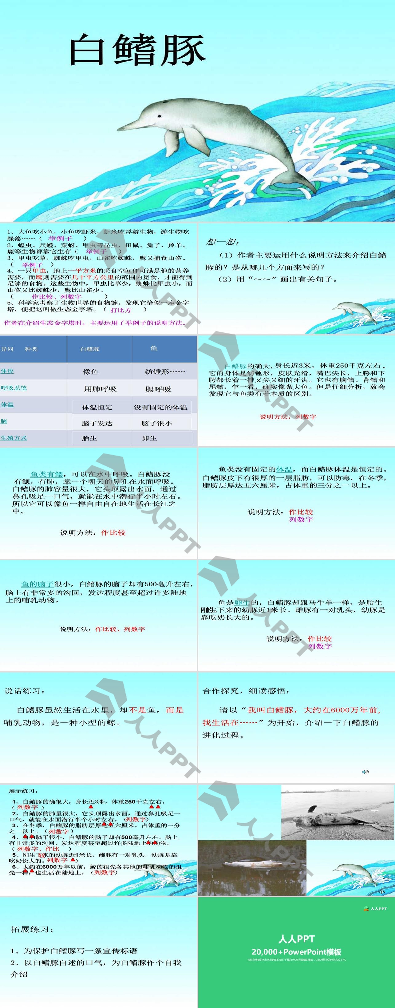 《白鳍豚》PPT课件3长图