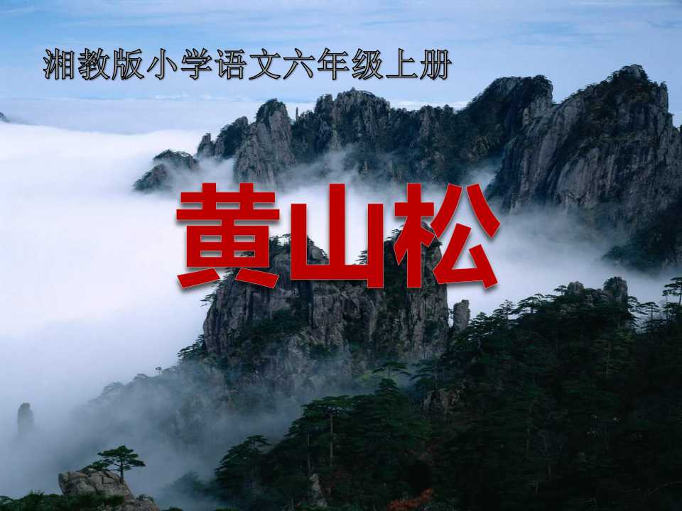 《黄山松》PPT课件6