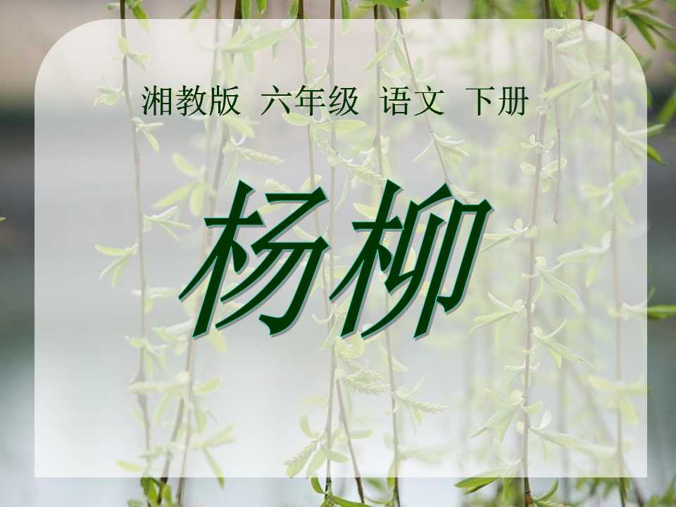 《杨柳》PPT课件