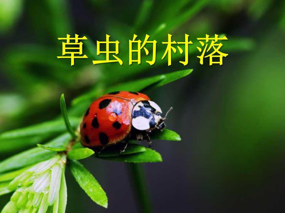 《草虫的村落》PPT课件8