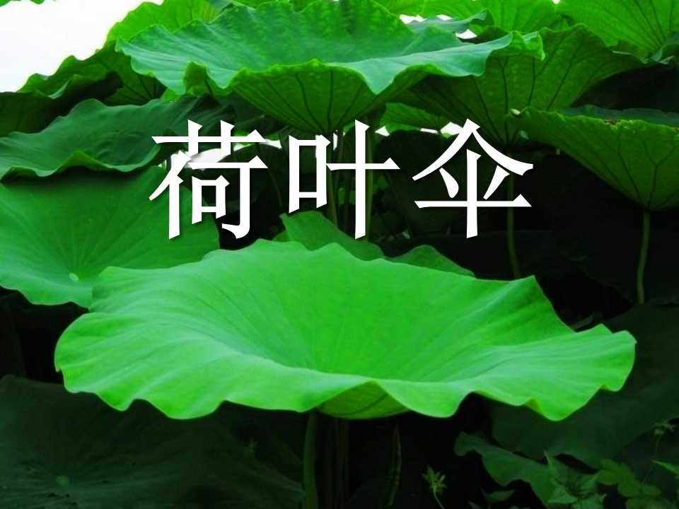 《荷叶伞》PPT课件3