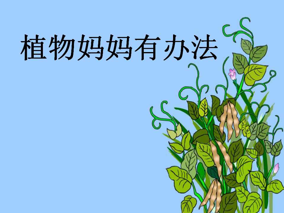 《植物妈妈有办法》PPT课件5