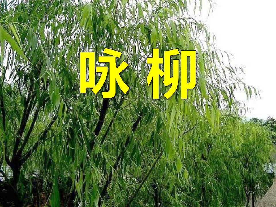 《咏柳》PPT课件11