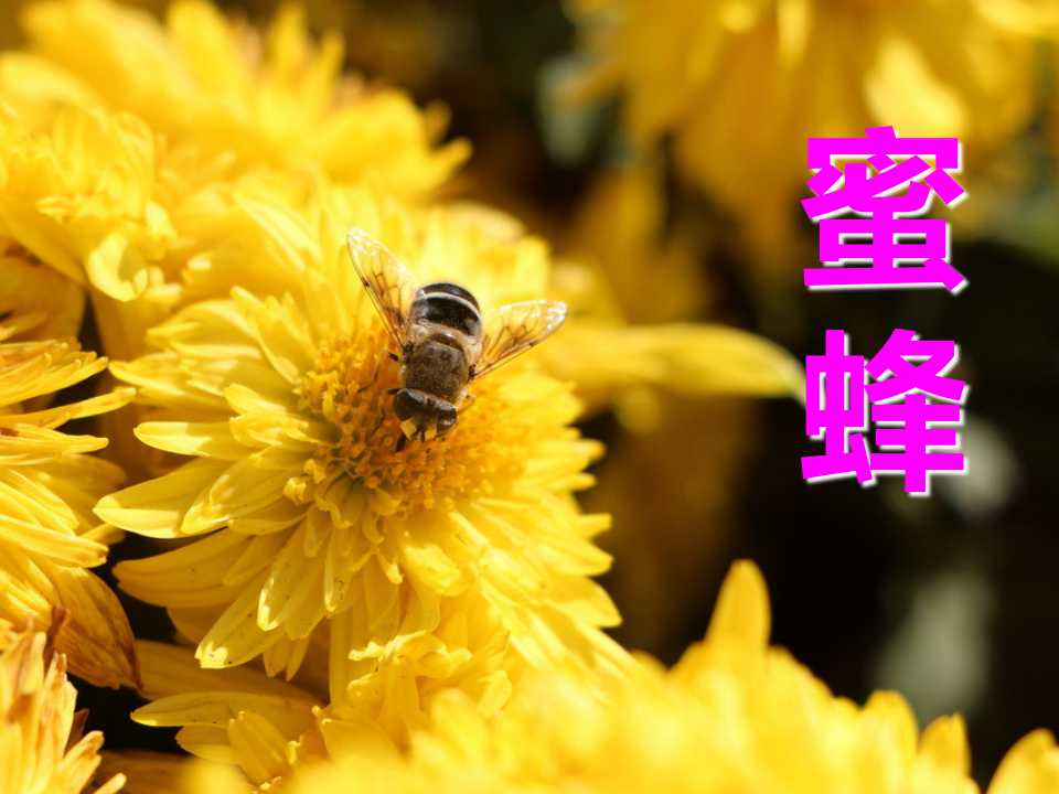 《蜜蜂》PPT课件7