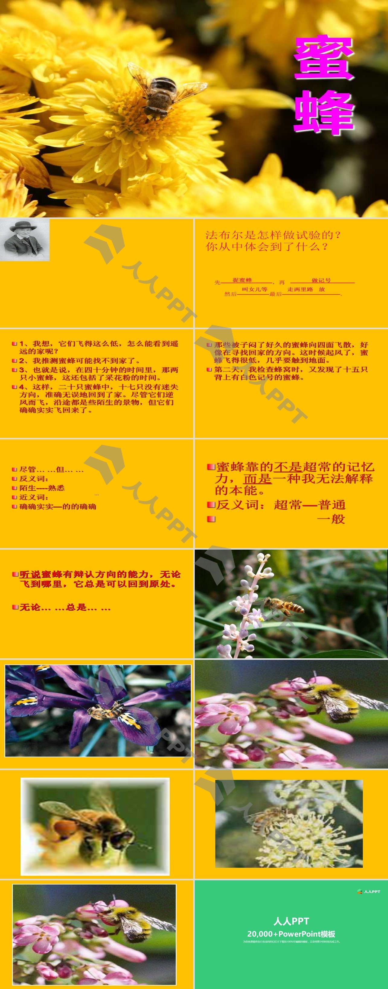 《蜜蜂》PPT课件7长图