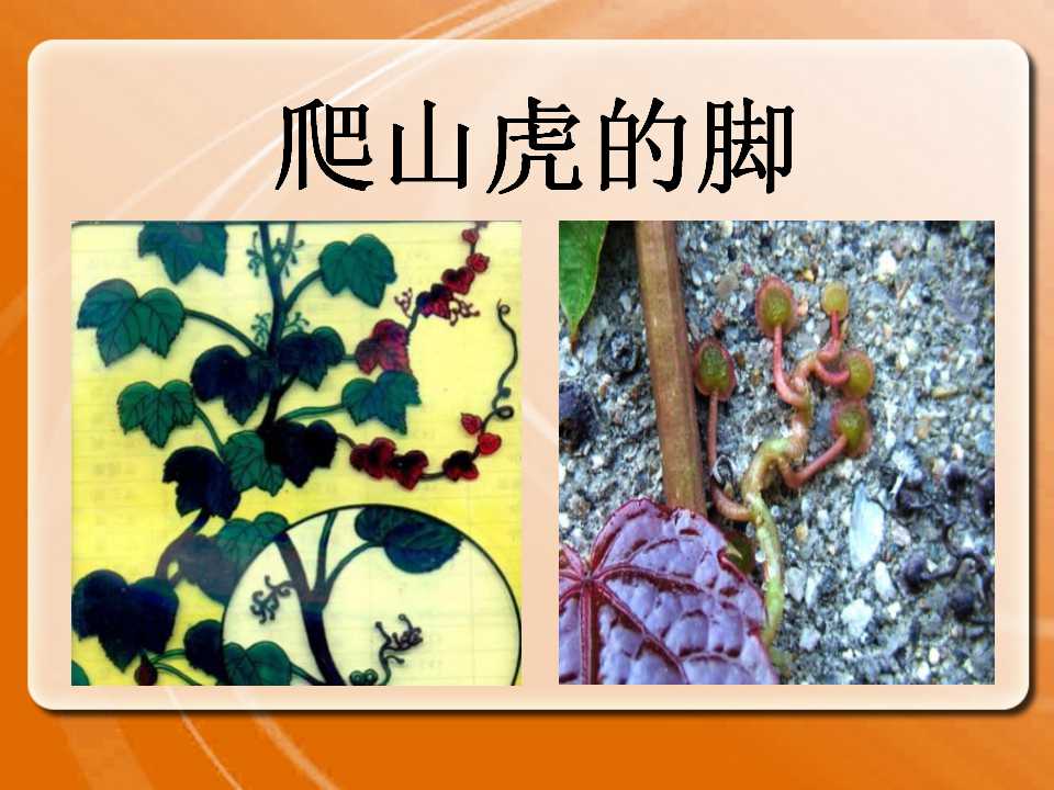 《爬山虎的脚》PPT课件3