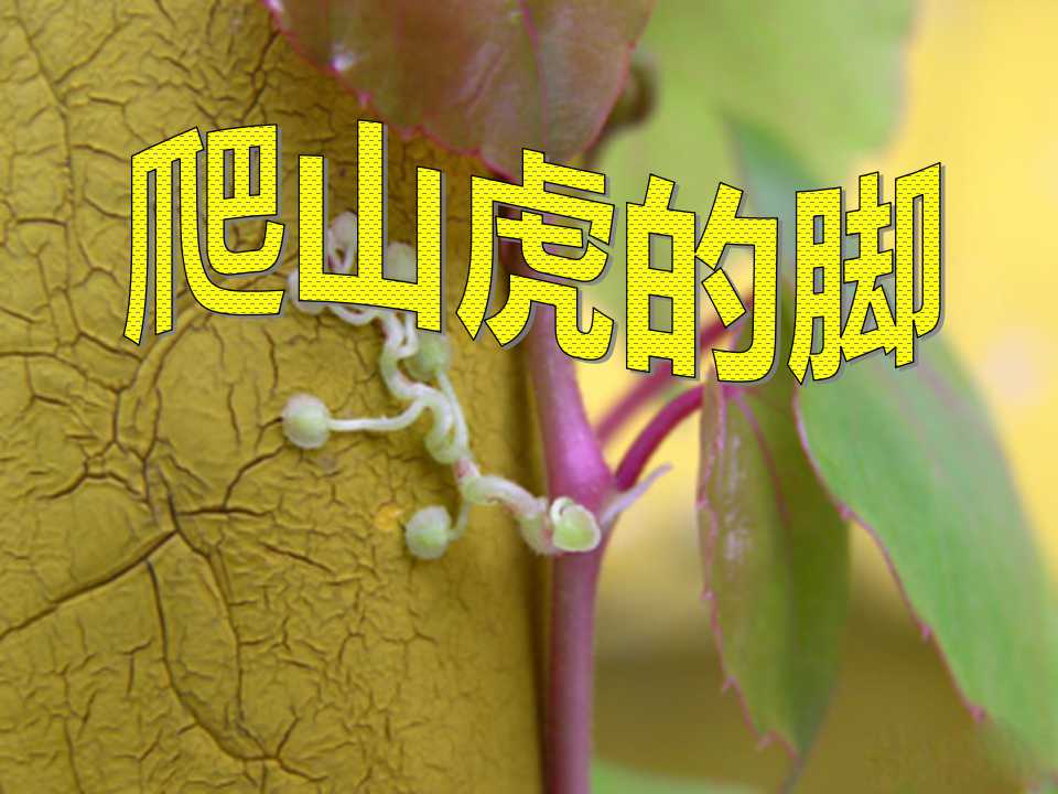 《爬山虎的脚》PPT课件4