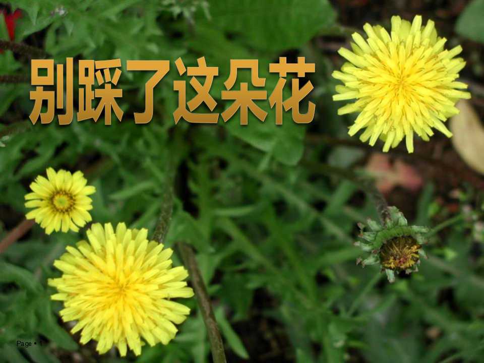 《别踩了这朵花》PPT课件