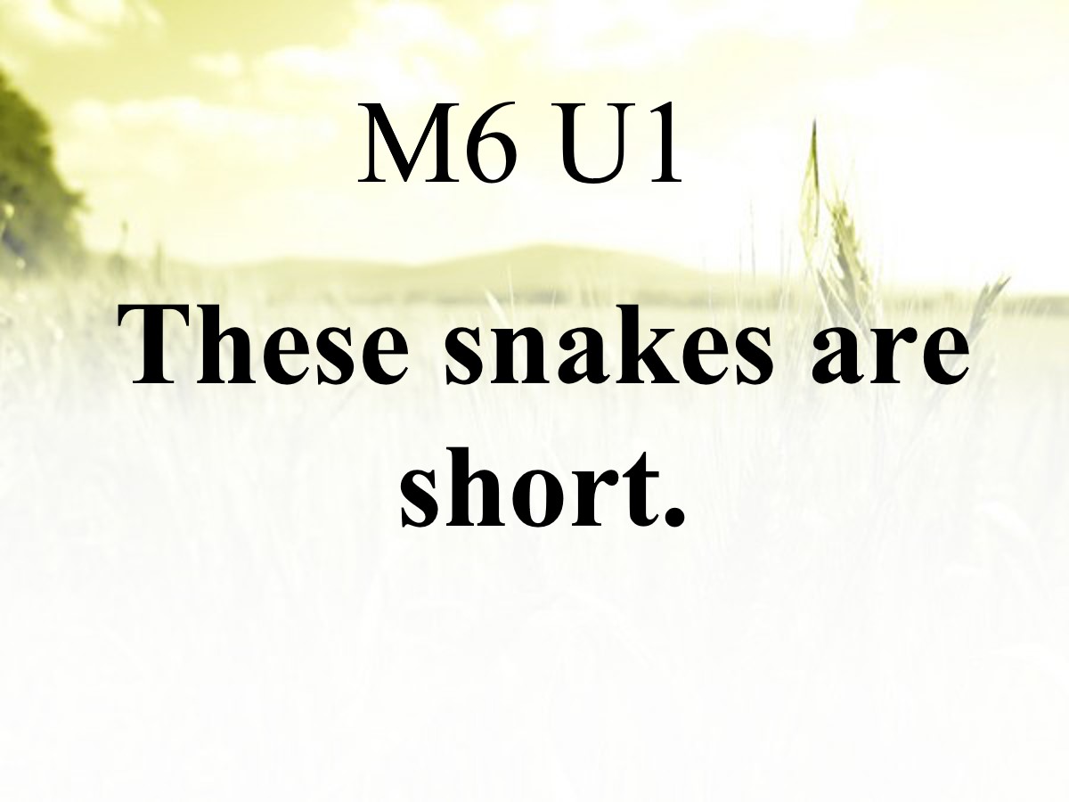 《These snakes are short》PPT课件3