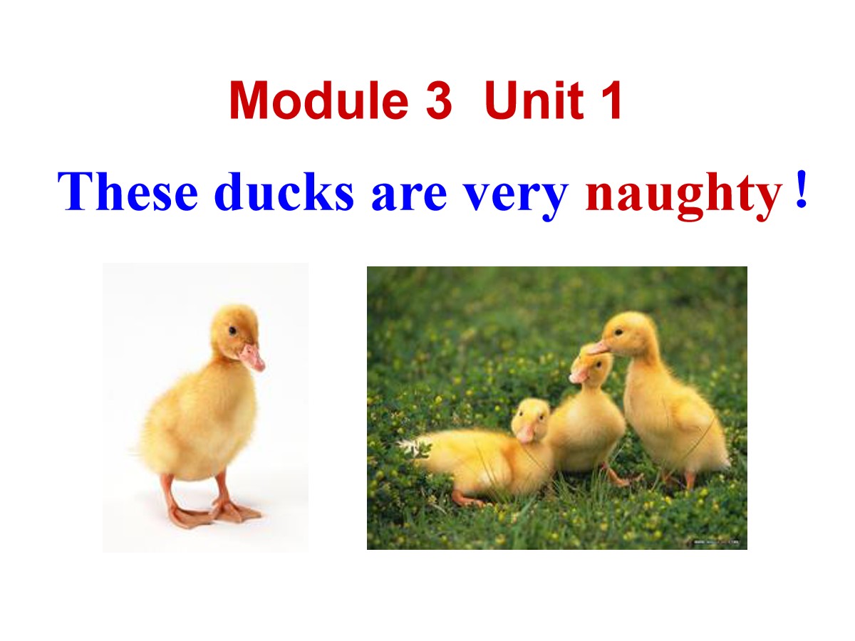 《These ducks are very naughty!》PPT课件