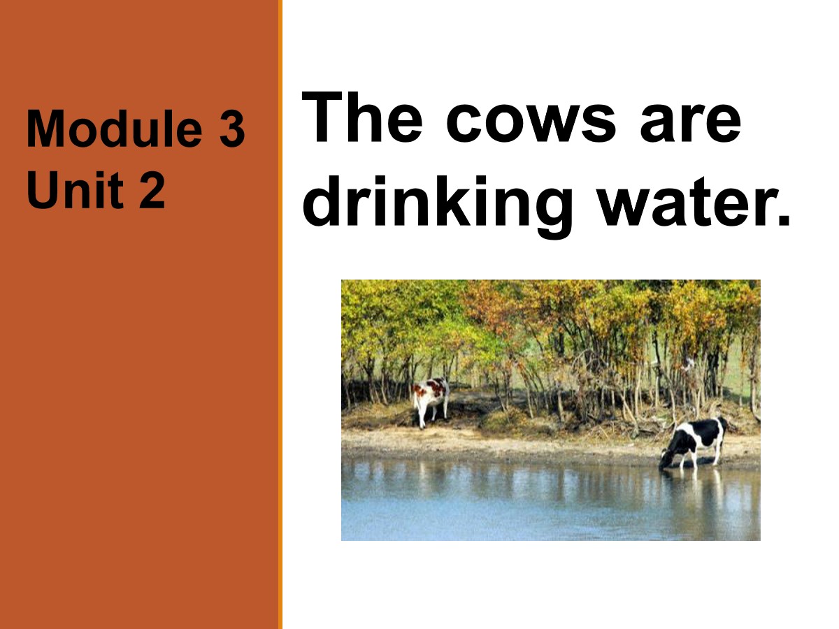 《The cows are drinking water》PPT课件3