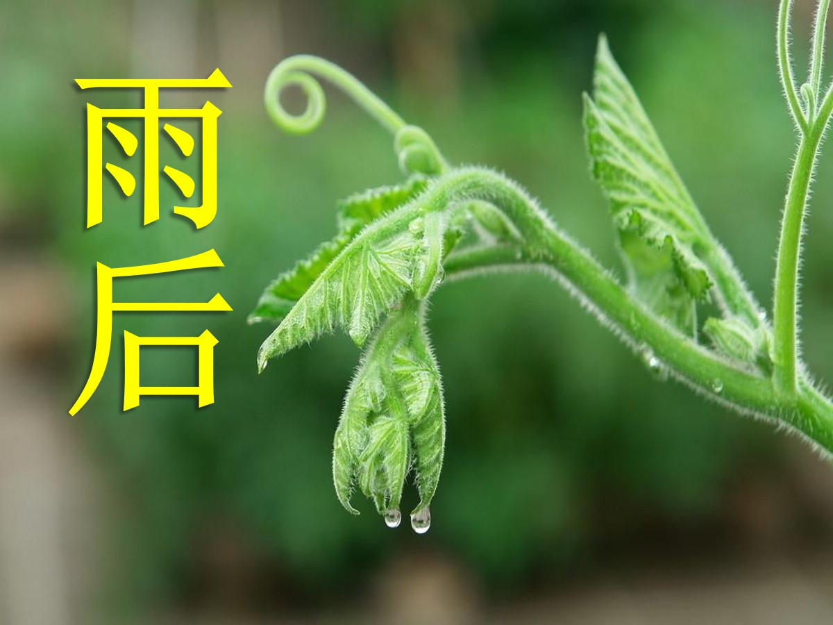 《雨后》PPT课件14