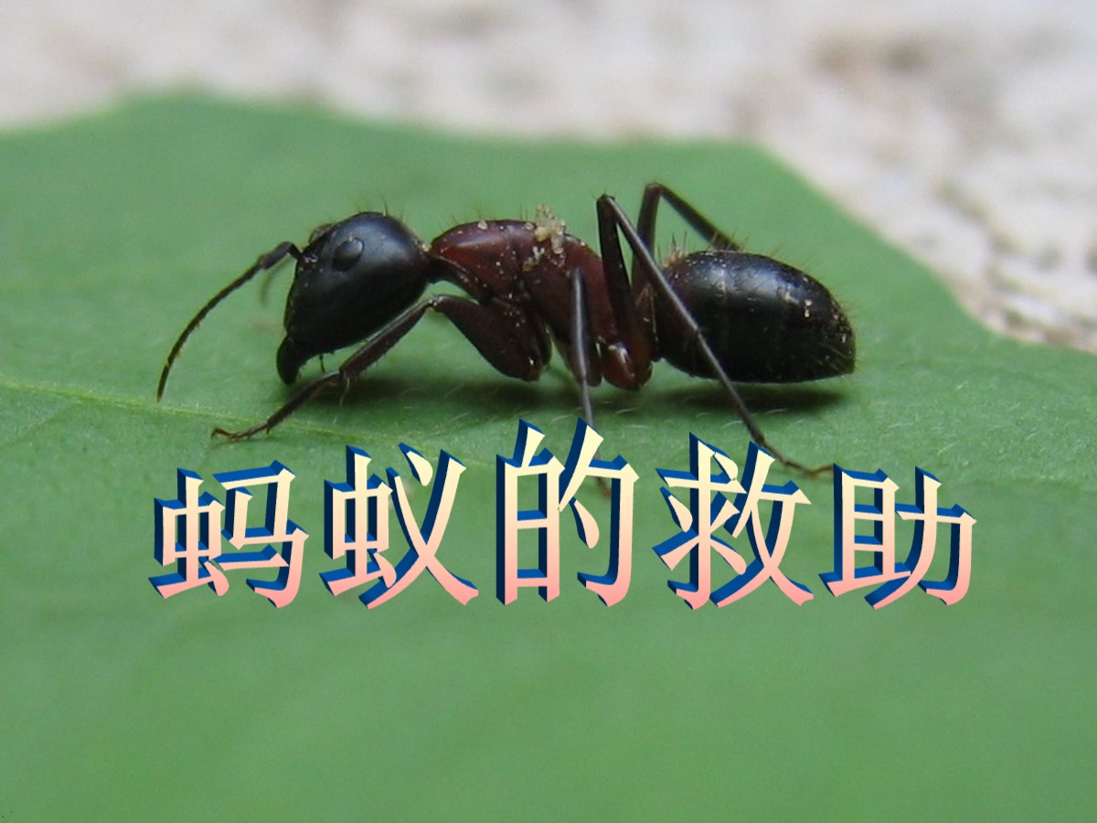 《蚂蚁的救助》PPT课件2