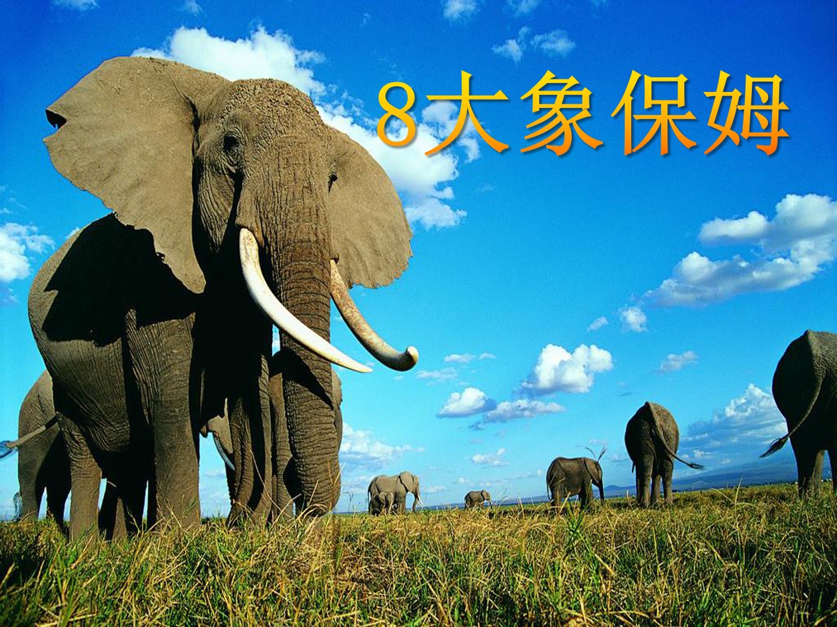 《大象保姆》PPT课件3
