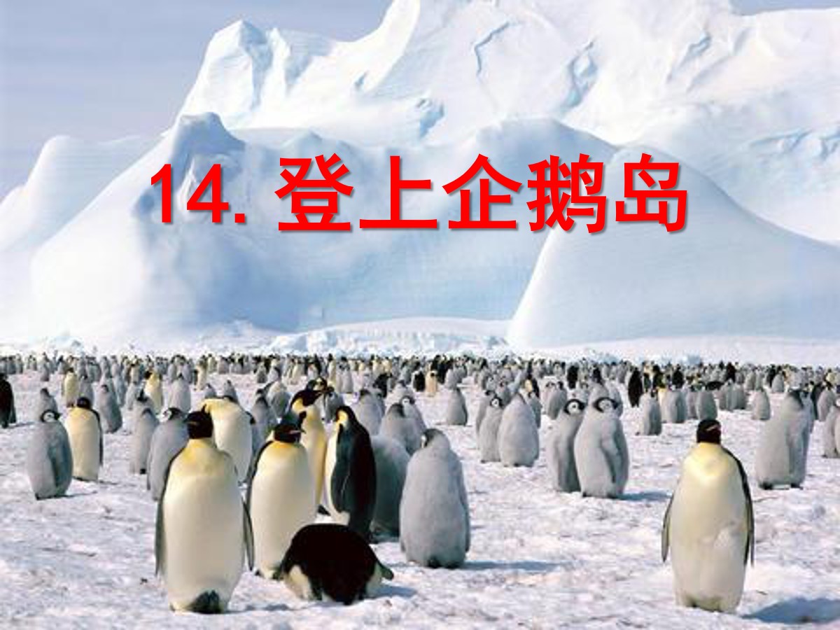 《登上企鹅岛》PPT课件2