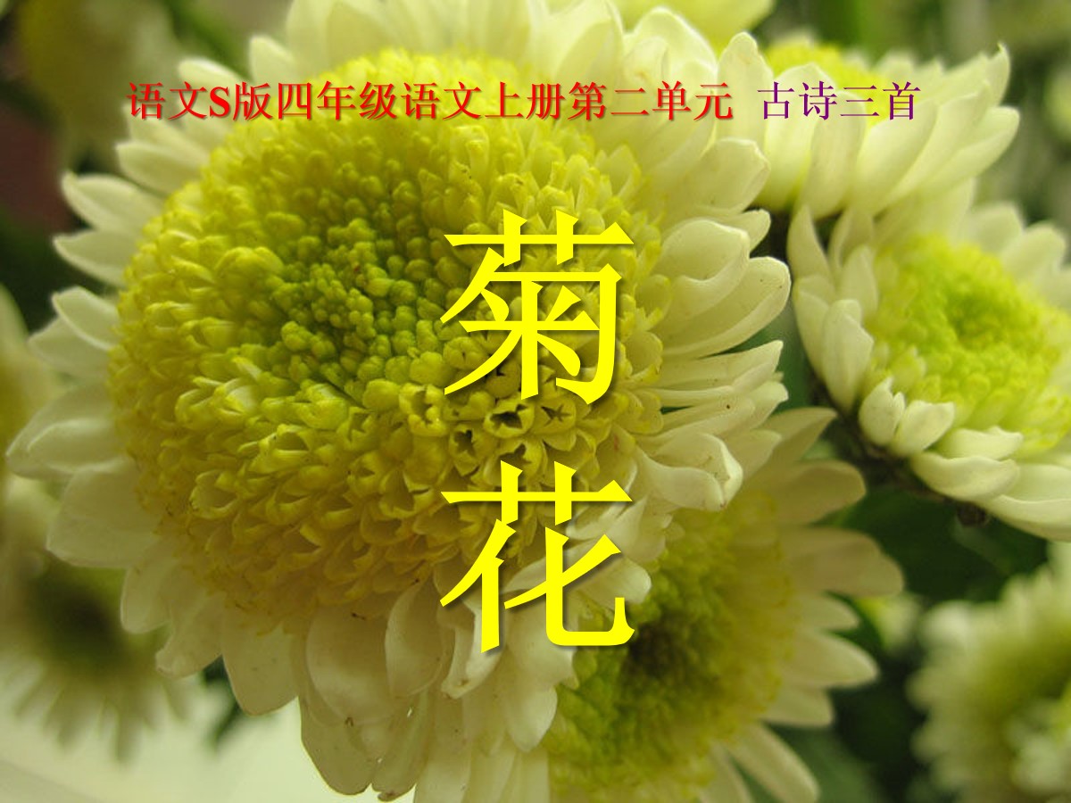 《菊花》PPT课件