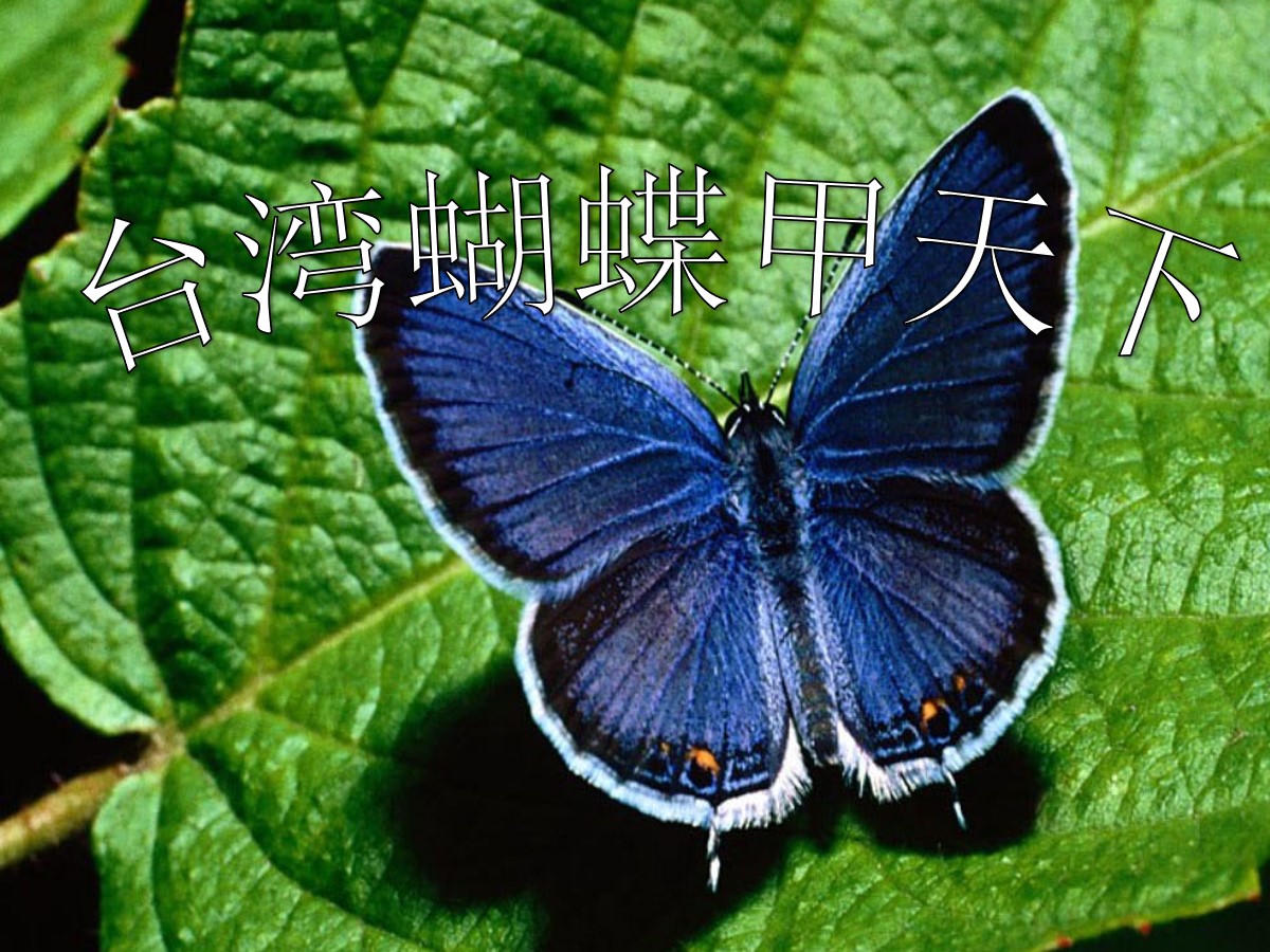 《台湾蝴蝶甲天下》PPT课件