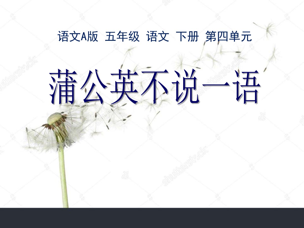 《蒲公英不说一语》PPT课件