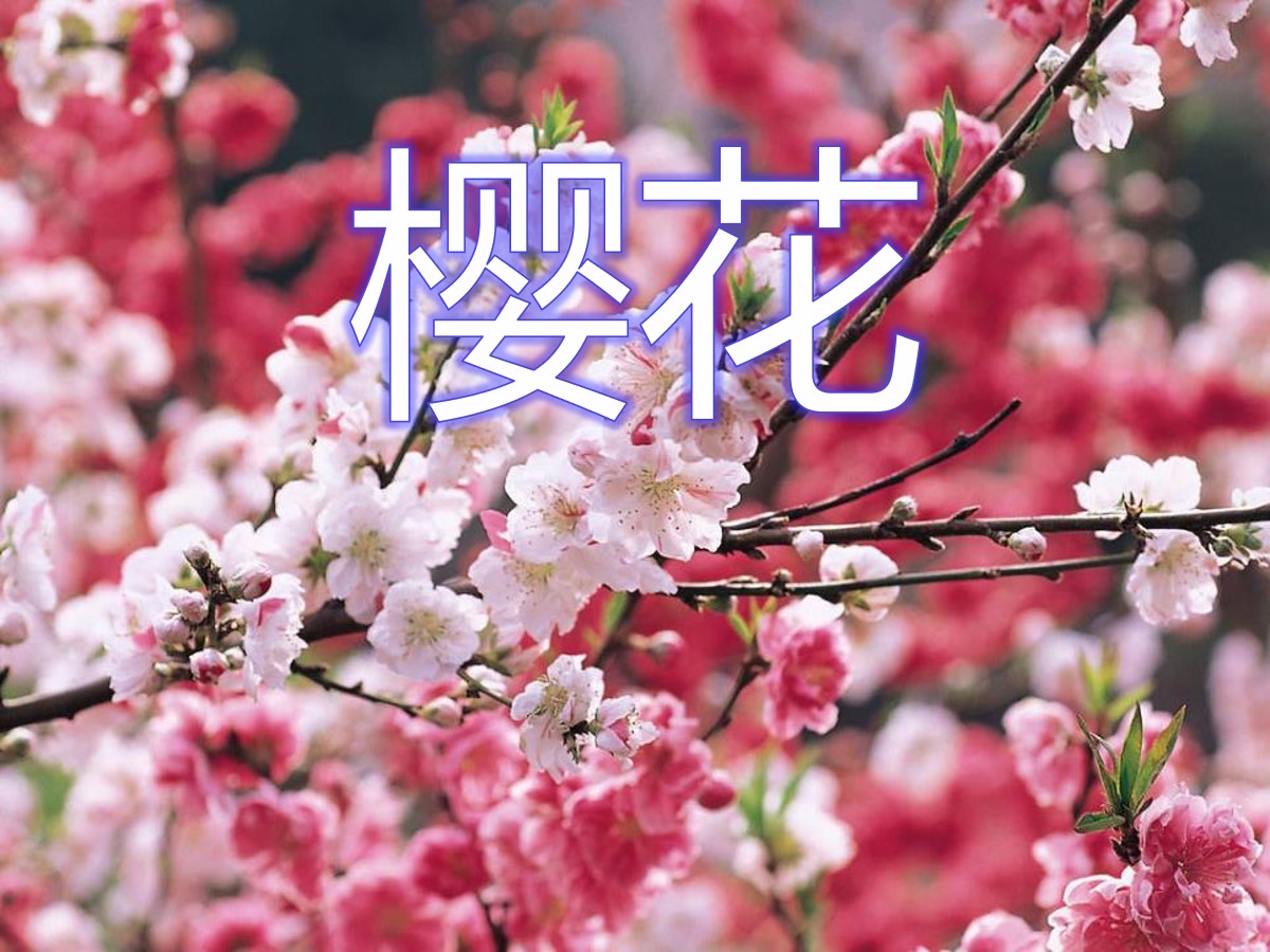 《樱花》PPT课件6