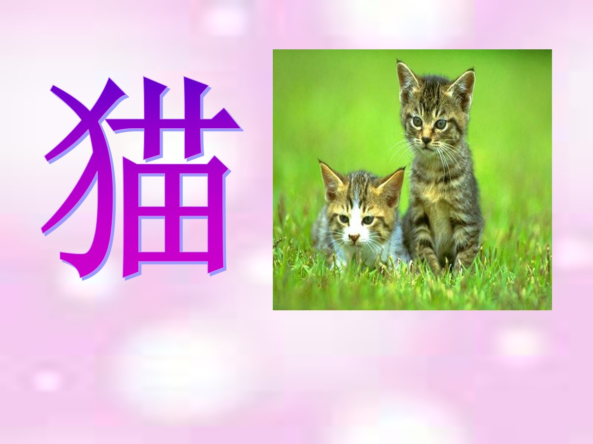 《猫》家养小动物PPT课件