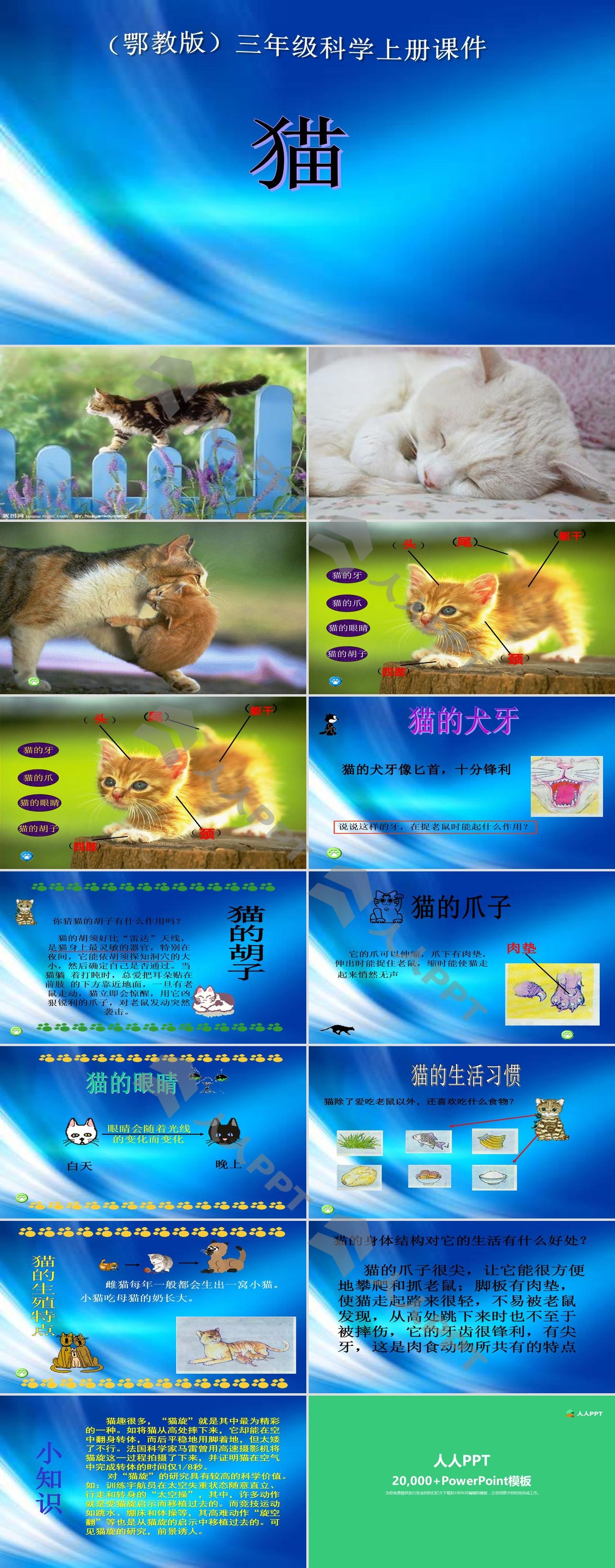 《猫》家养小动物PPT课件2长图