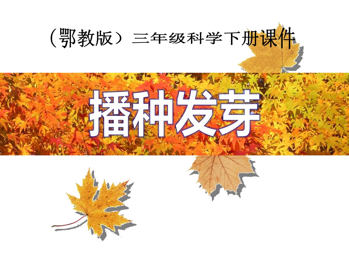 《播种发芽》PPT课件