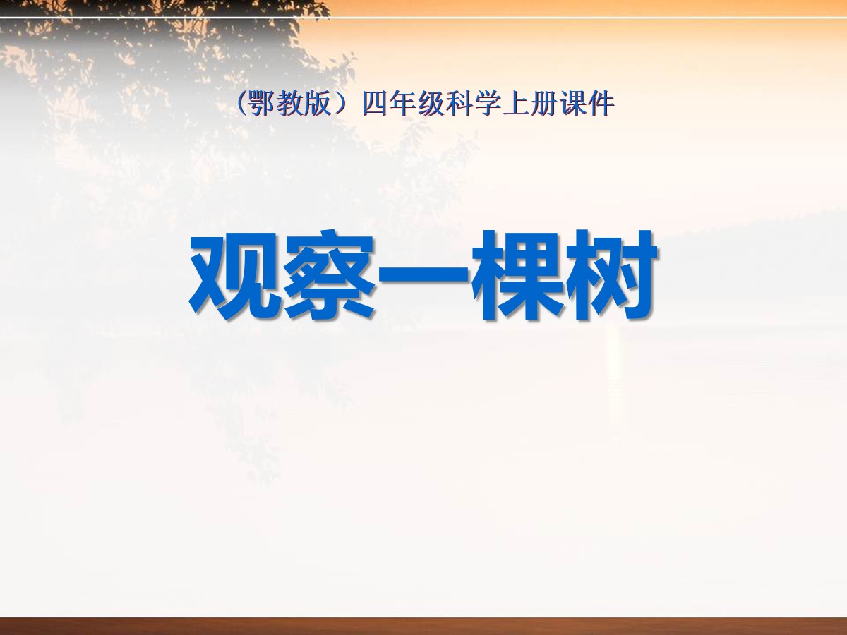 《观察一棵树》寻访校园里的动植物PPT课件