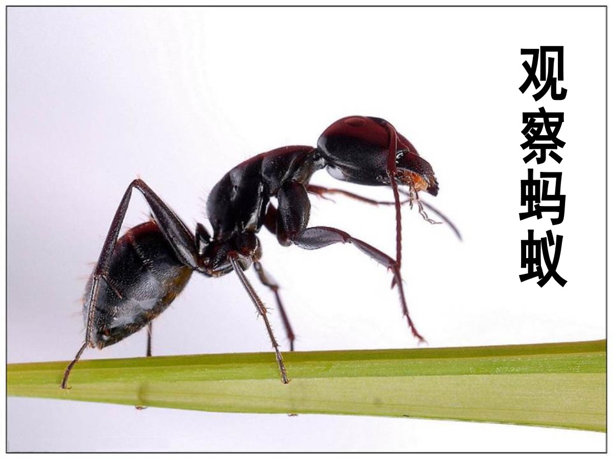 《观察蚂蚁》寻访校园里的动植物PPT课件