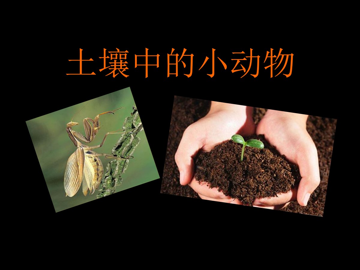 《土壤中的动物》植物生活的土地PPT课件2