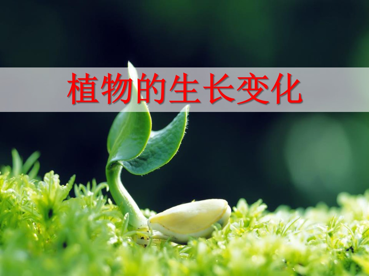 《植物的生长变化》生长与变化PPT课件