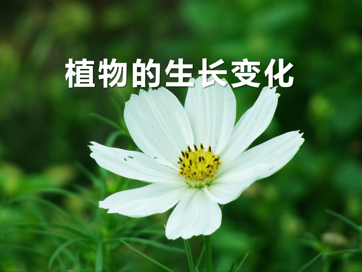 《植物的生长变化》生长与变化PPT课件2