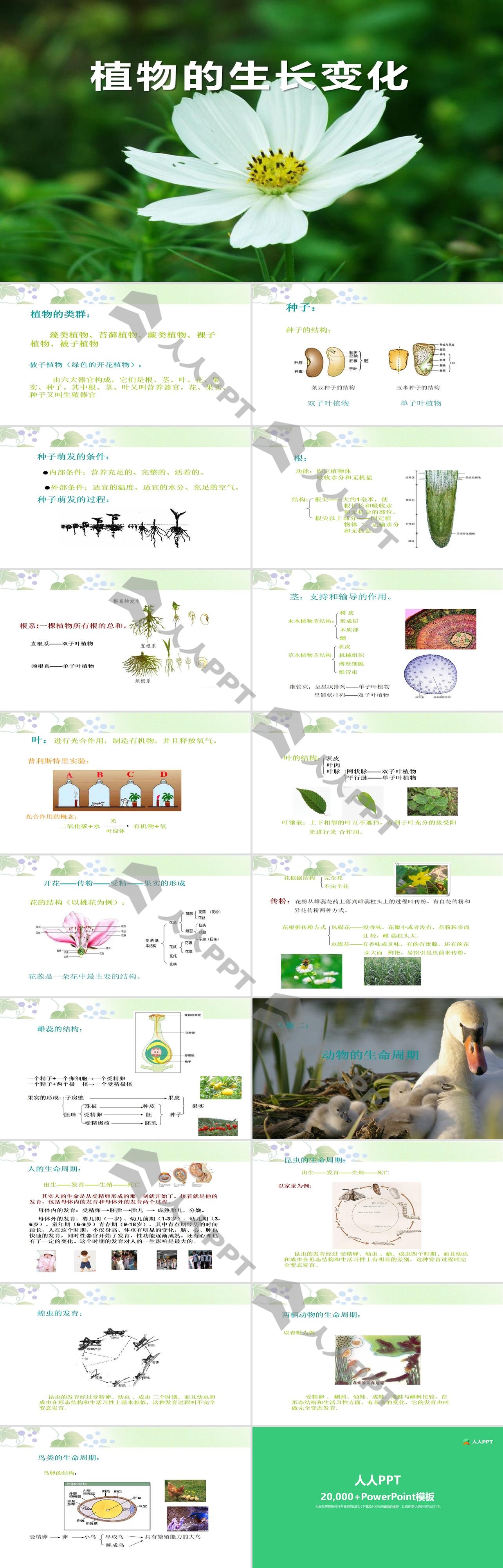 《植物的生长变化》生长与变化PPT课件2长图