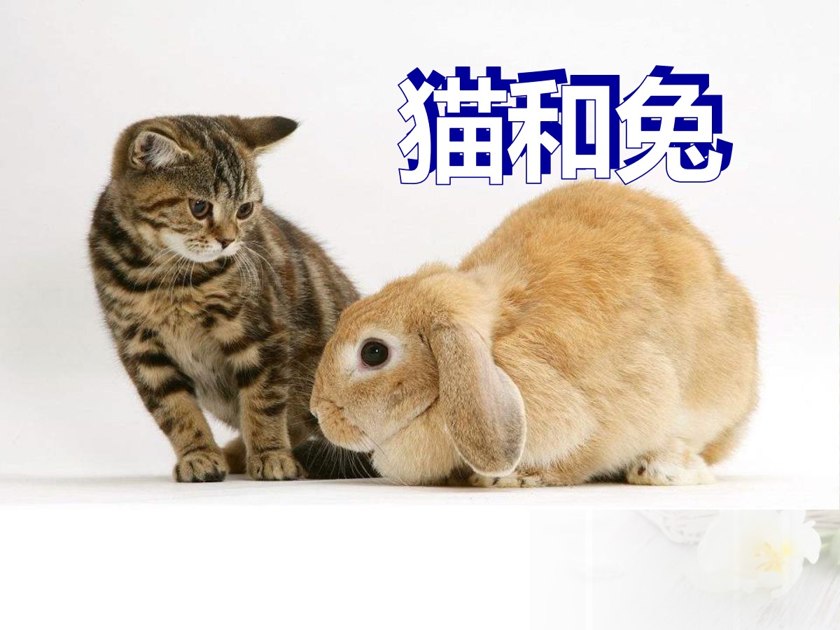 《猫和兔》PPT课件