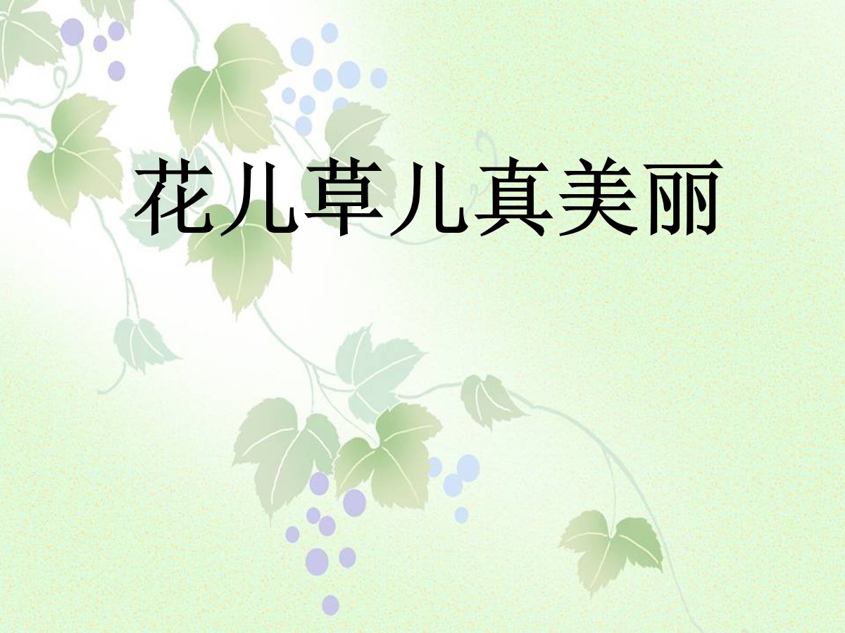 《花儿草儿真美丽》PPT