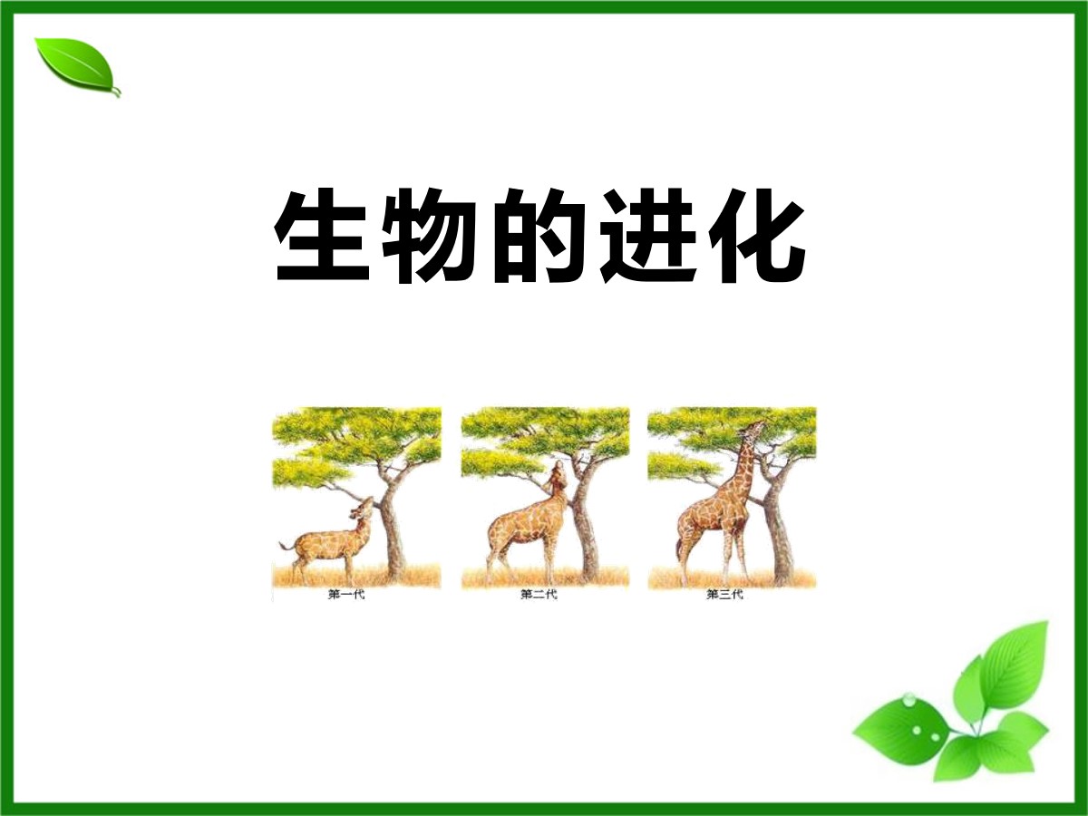 《生物的进化》PPT课件