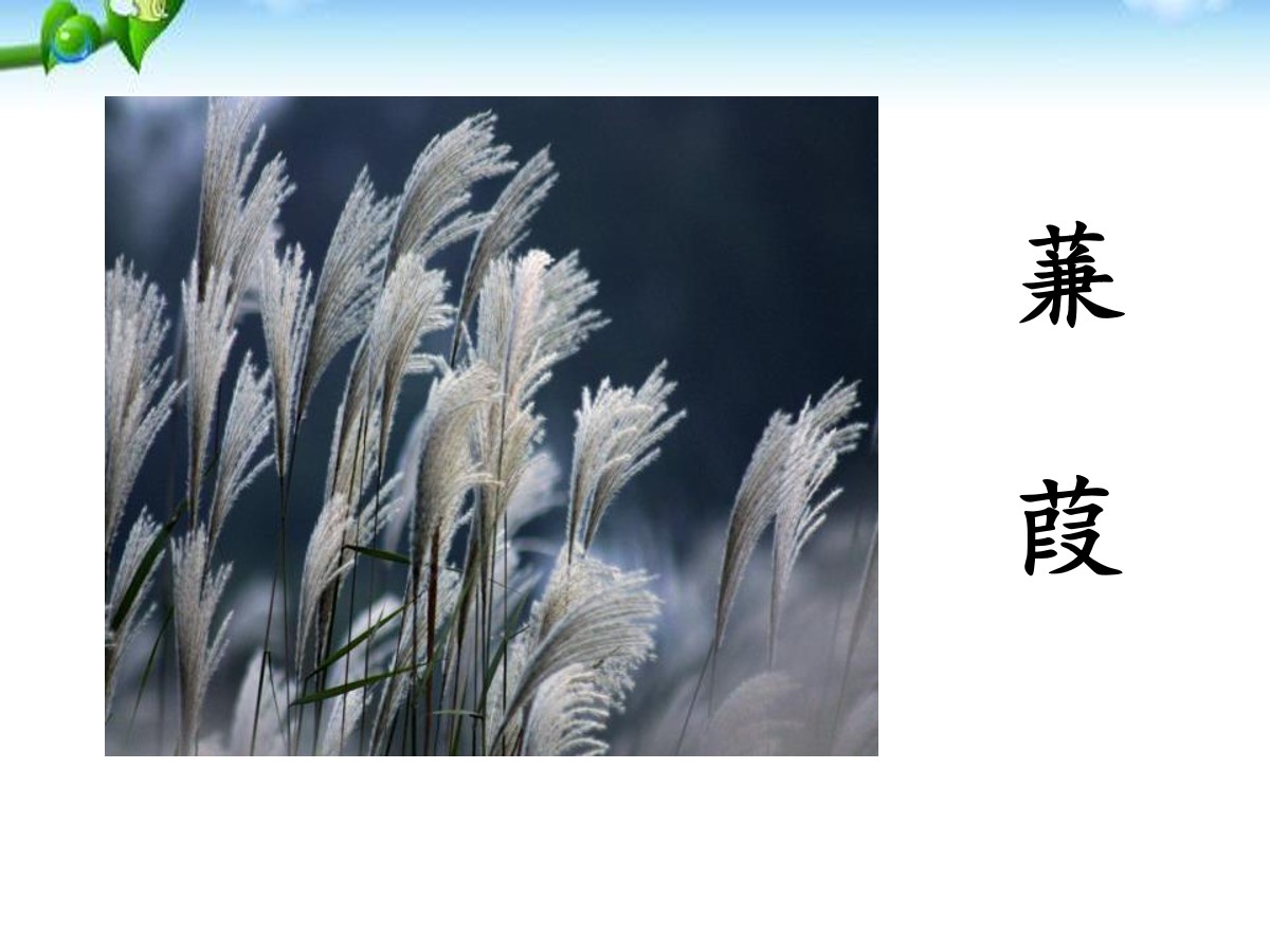 《蒹葭》PPT