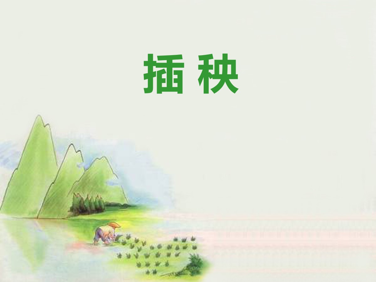 《插秧》PPT