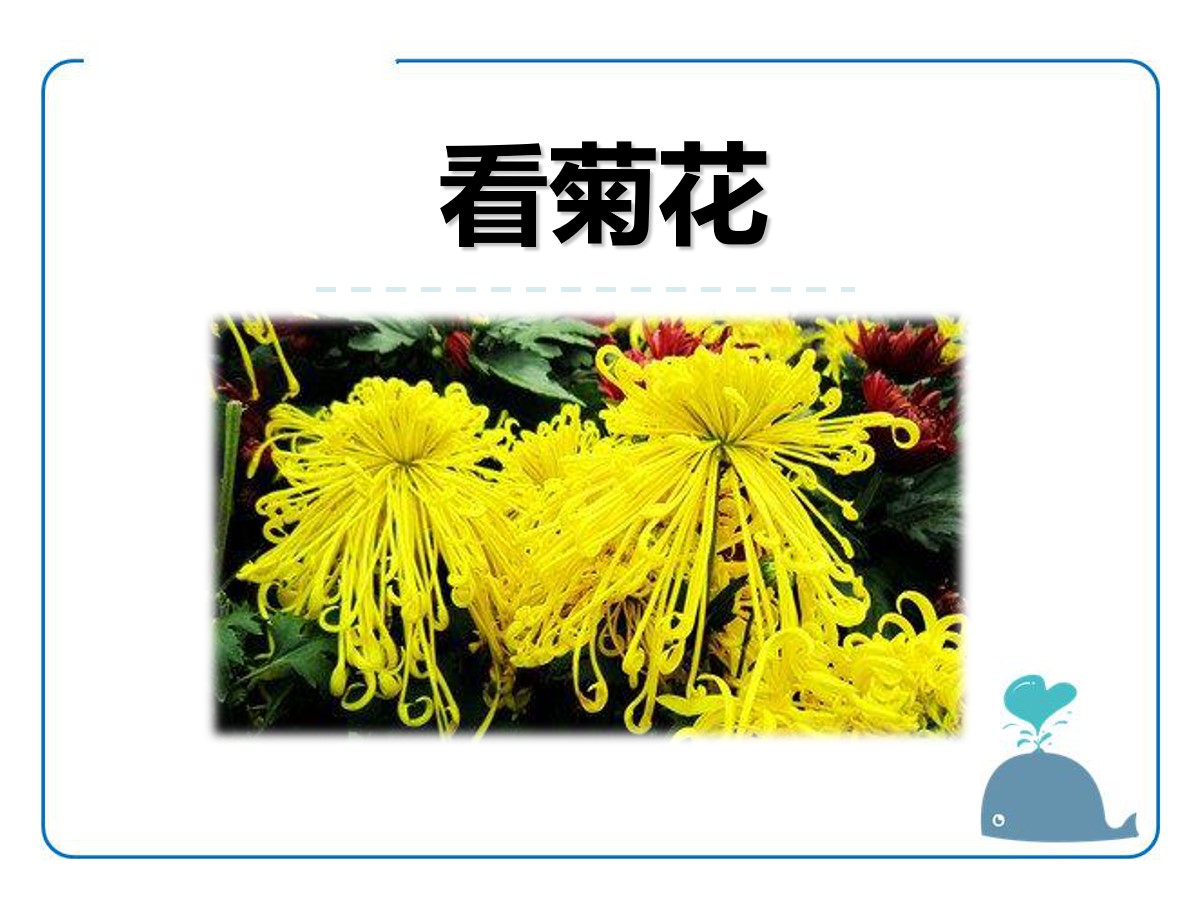 《看菊花》PPT