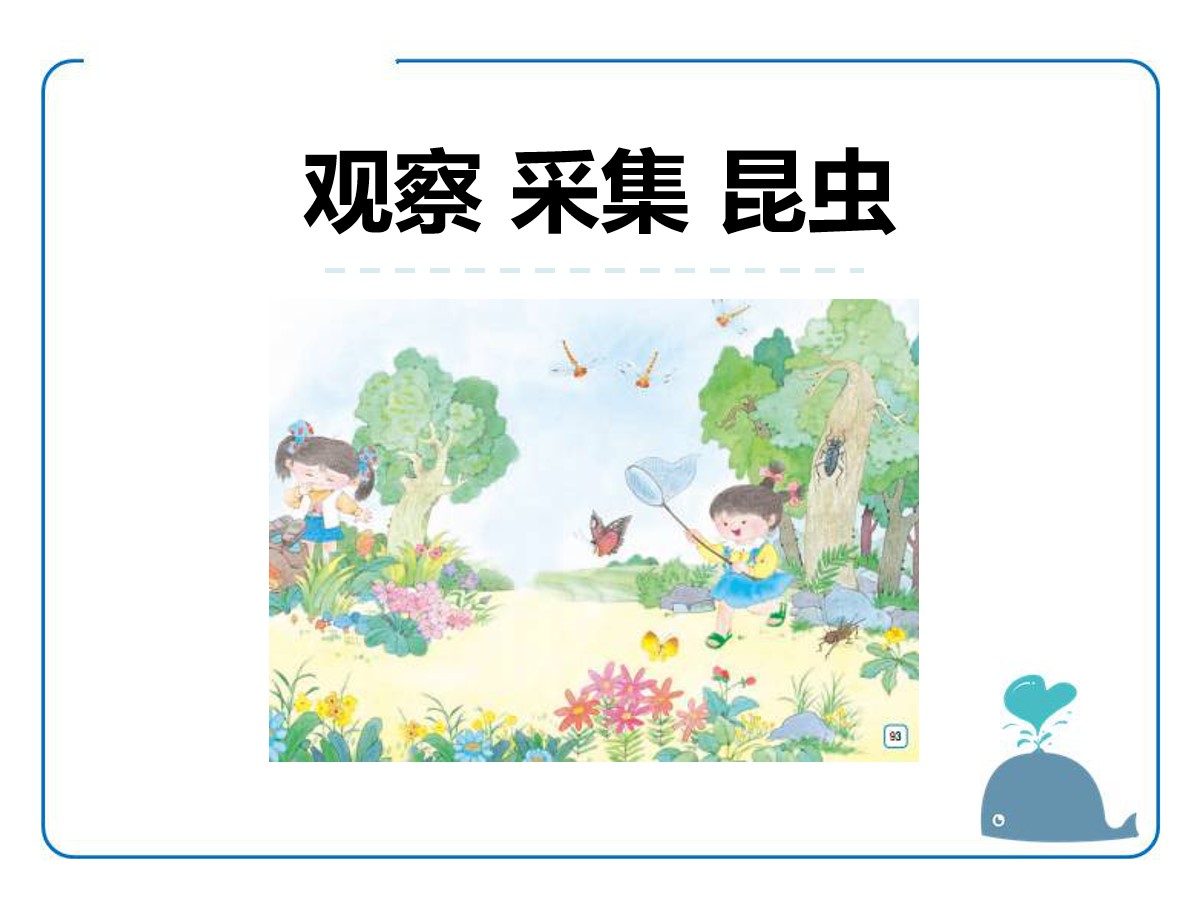 《观察 采集 昆虫》PPT