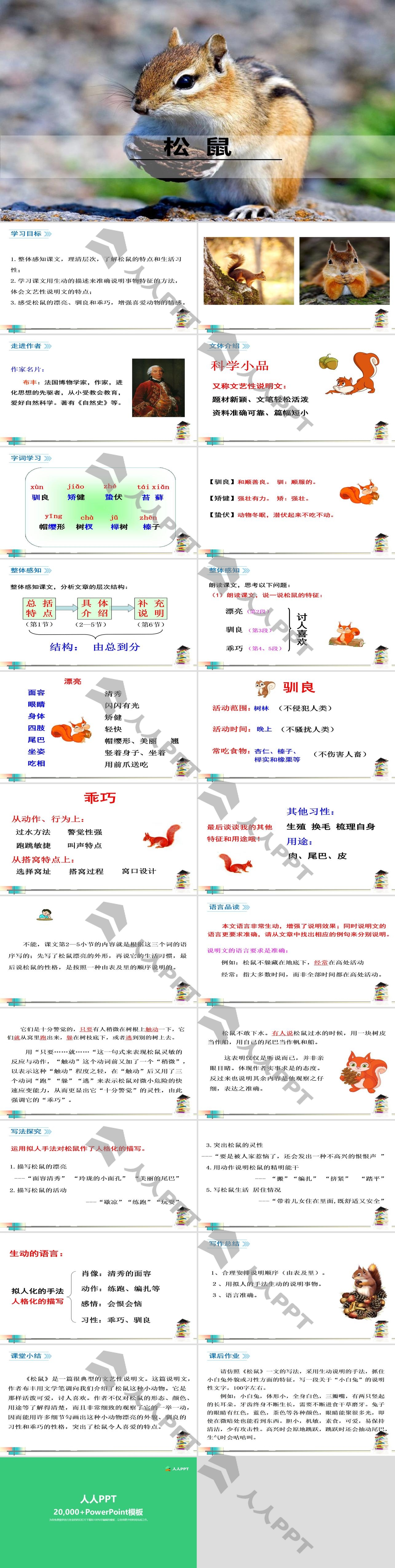 《松鼠》PPT教学课件长图