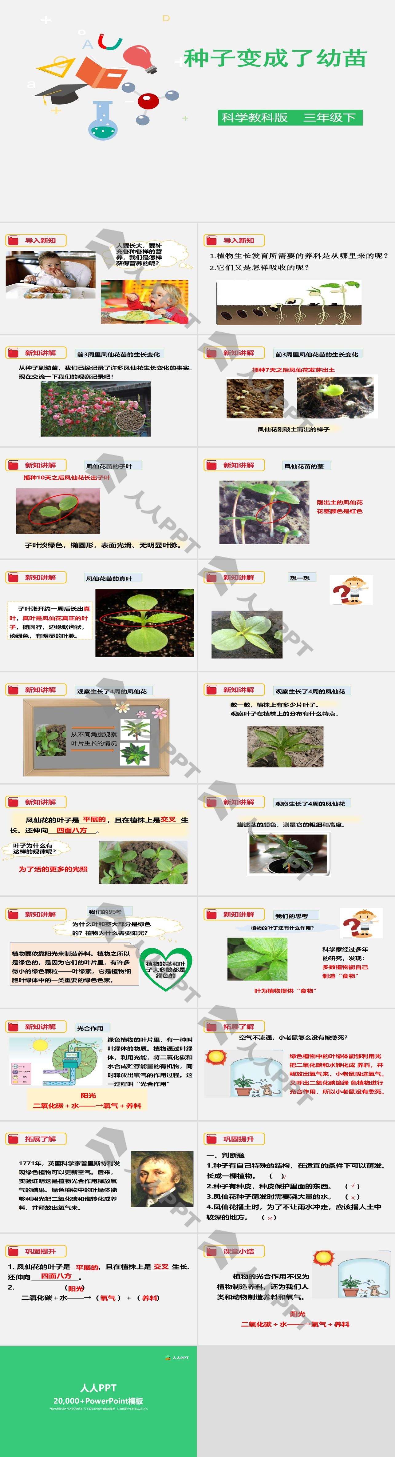 《种子变成了幼苗》植物的生长变化PPT下载长图