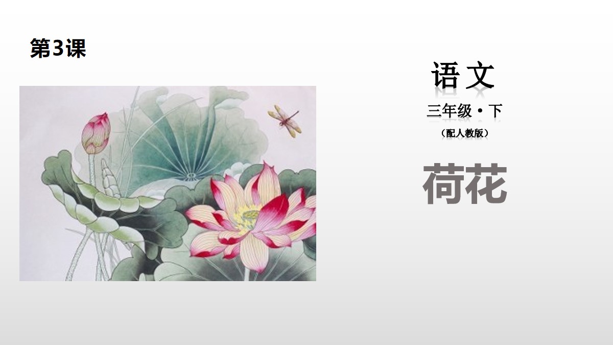 《荷花》PPT