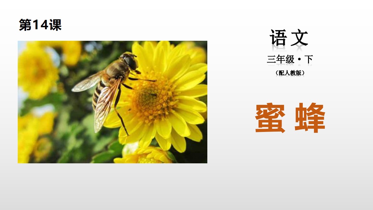 《蜜蜂》PPT