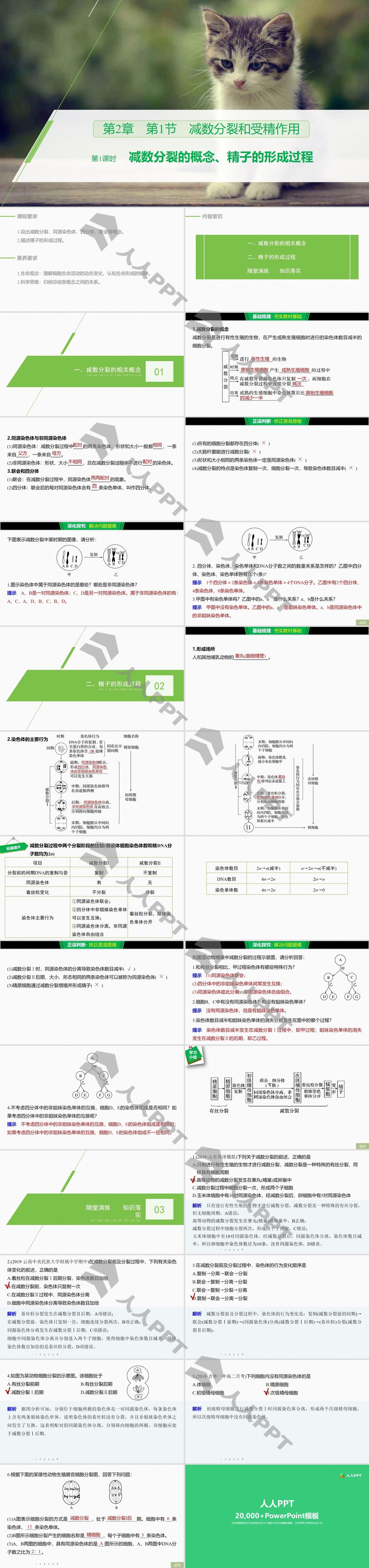 《减数分裂和受精作用》基因和染色体的关系PPT(第1课时减数分裂的概念、精子的形成过程)长图