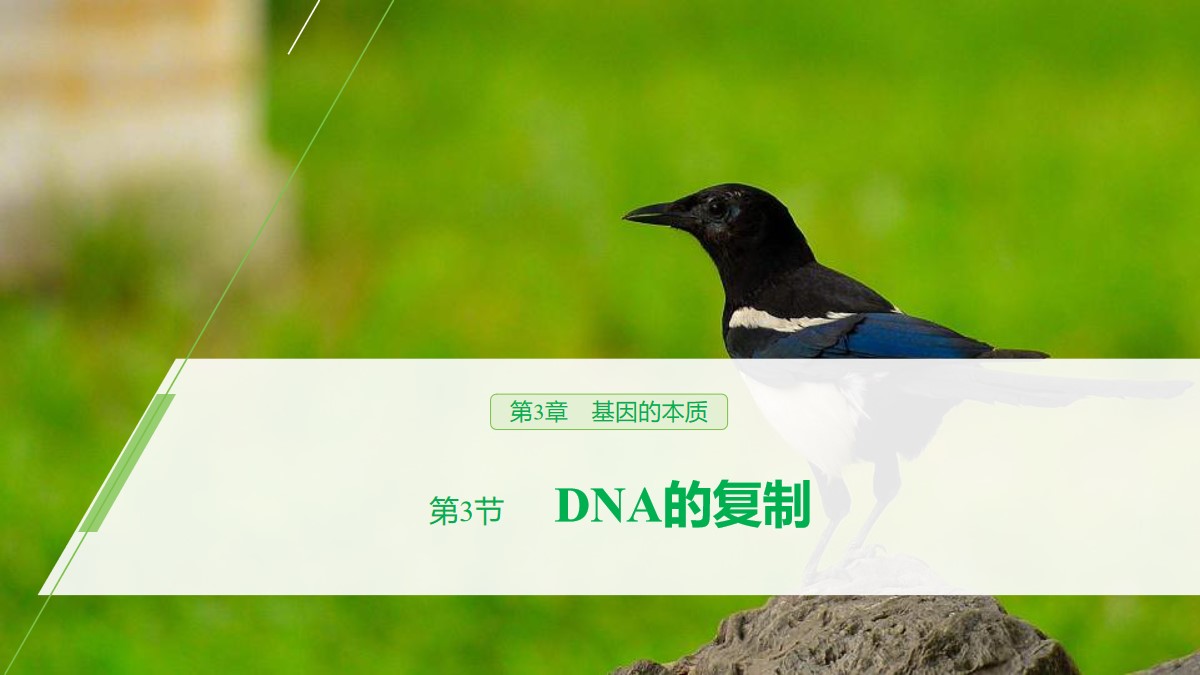 《DNA的复制》基因的本质PPT